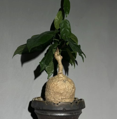 Raresucculent plant adenia - raresucculent,