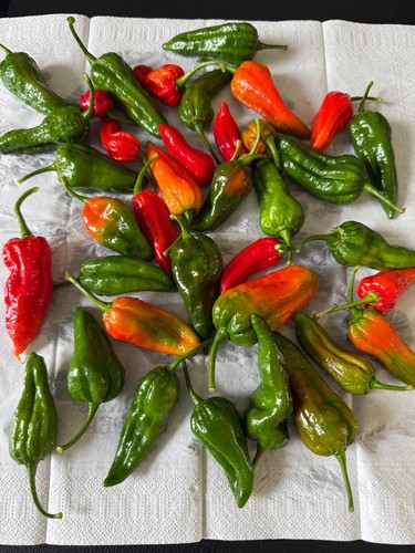 Bangladeshi fresh naga - 24,