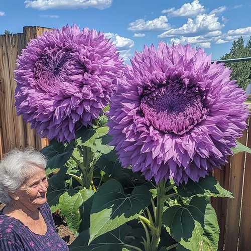 Purple enchanting giant - purple,