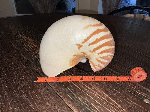 Real tiger chambered nautilus - tiger,
