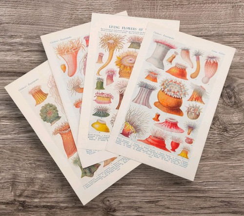 Set 1950s british marine sea - set,