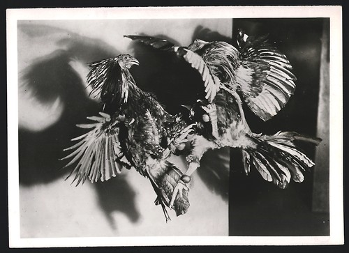 Photograph fighting scene - of,