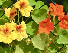 Alaska Mix Edible Nasturtium