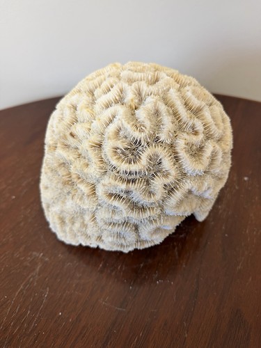 Large brain coral specimen - brain,