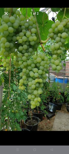 Himrod grapes rooted - grapes,,