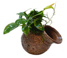 Aquarium Deco POT with ANUBIAS