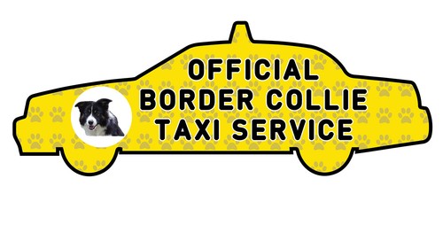 Funny border collie - border,