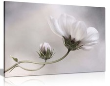 White Cosmos Flower Floral