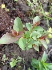 3  bare root Pussy Willow/