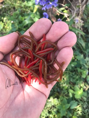 Pcs realistic worms - realistic, drop