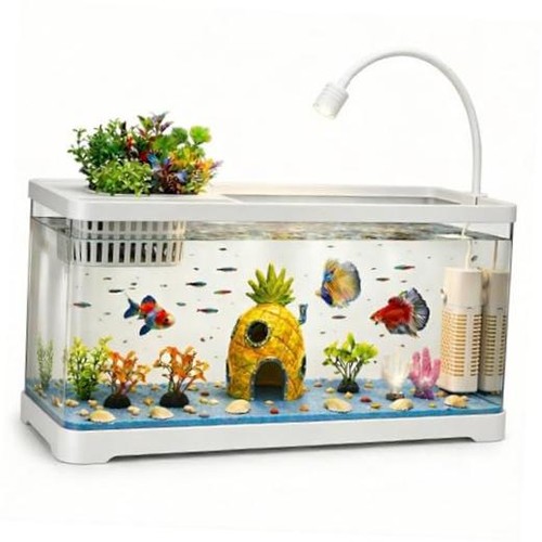 Gallon fish tank aquarium - fish,