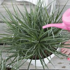 Fascicularia Bicolour - Exotic