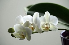Mini Phalaenopsis White Orchid