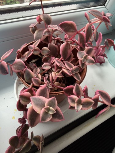 Crassula marginalis calico - crassula, 'calico