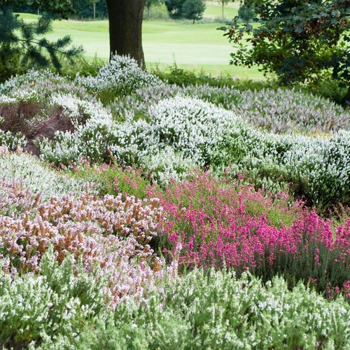 Four seasons heather - four,