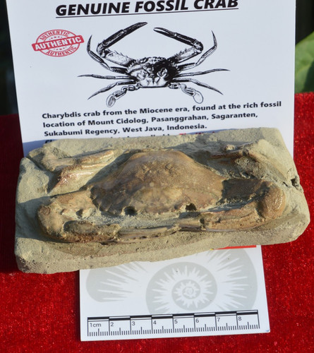 Amazing rare charybdis - rare,