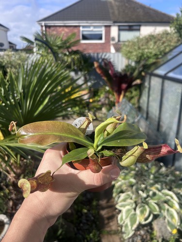 Nepenthes tropical pitcher - nepenthes,