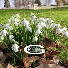 Leucojum aestivum bulbs - leucojum,