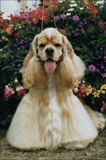 771049 American Cocker Spaniel