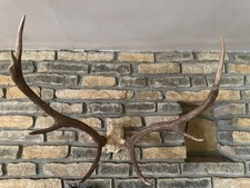 Deer Stag Antlers On Part Skull Ideal For Hanging On A Wall 28"W 20"high 20"D