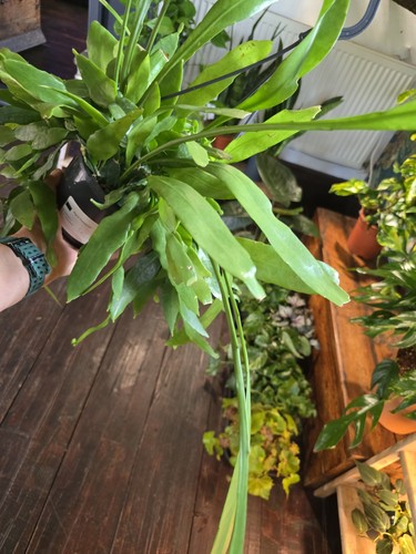 Large epiphyllum pumilum exact - large,
