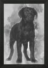 Labrador puppy 3 months ol