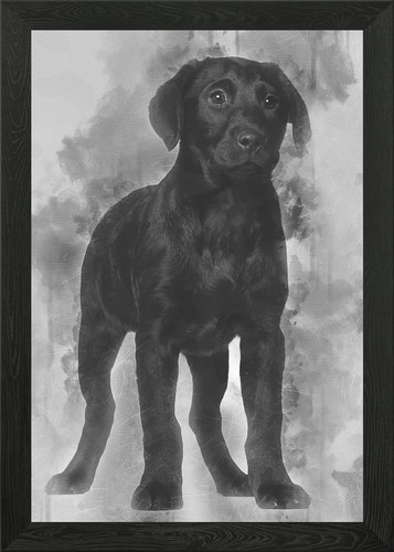 Labrador puppy months ol - labrador,