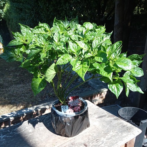 Trinidad moruga scorpion - moruga,