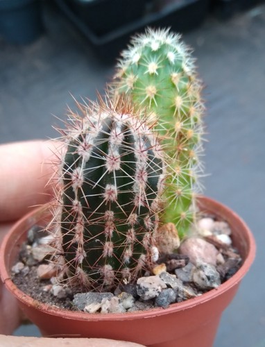 Variegated echinocereus - , &