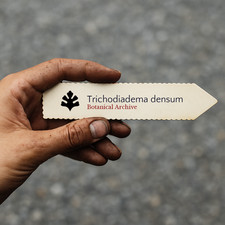 Trichodiadema densum SEEDS - -