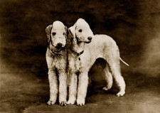 BEDLINGTON TERRIER DOG
