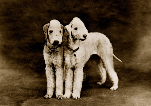 Bedlington terrier dog - bedlington,