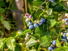 Live Sunshine Blue Blueberry