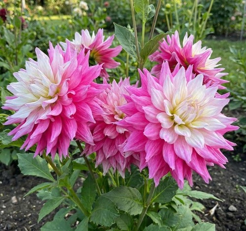 Dahlia sir alf - , ramsey