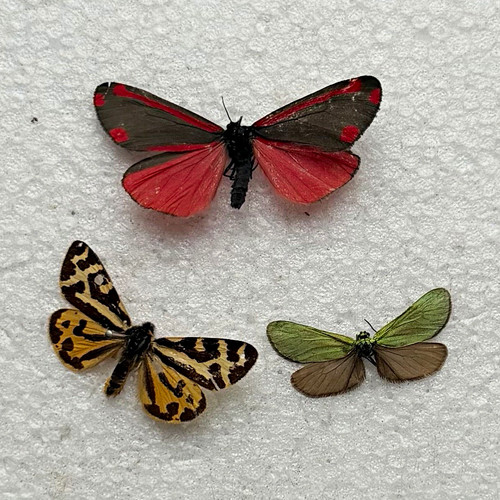 Lot pinned moth specimens - 3,