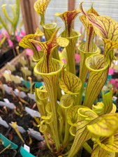 Sarracenia ophelia - sarracenia,