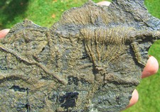 Rare big complete crinoid on driftwood fossil 200 mm Jurassic Coast Fossils rock