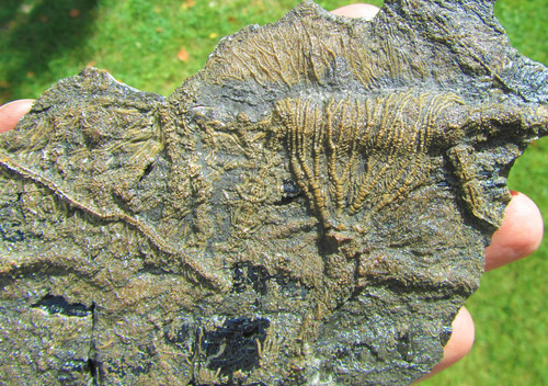 Rare big complete crinoid - , on