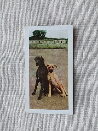 Hornimans tea dogs 1961 - 1961, #36