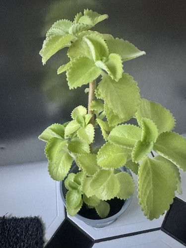 Spanish thyme broad leaf - thyme,,