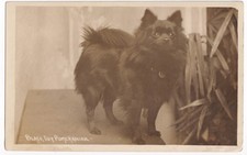 RPPC Black Toy Pomeranian Dog Real Photo Postcard c1915 Brighton Postmark Cute