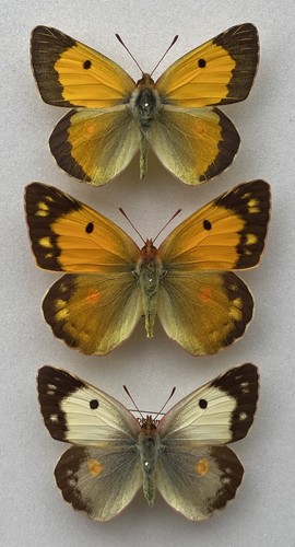 Trio clouded yellow - trio,