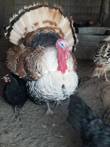 Sweetgrass turkey fertile - sweetgrass,