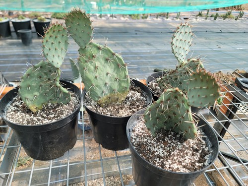 Large rooted opuntia - , dissata