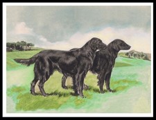 FLAT COATED RETRIEVER DOGS DOG