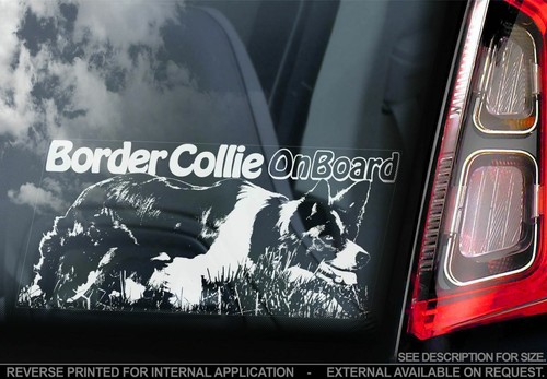 Border collie car - collie, sticker
