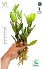 5 HYGROPHILA Corymbosa XLARGE