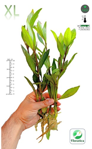 Hygrophila corymbosa xlarge - 5,