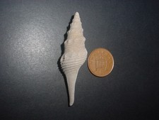 RARE LARGE Bartonian Eocene