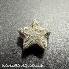 Crinoid star fossil - tidmoor point, dorset, oxford clay, jurassic period